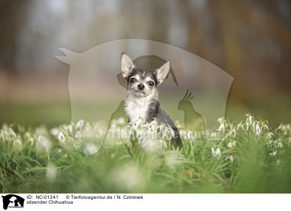 sitzender Chihuahua / sitting Chihuahua / NC-01241