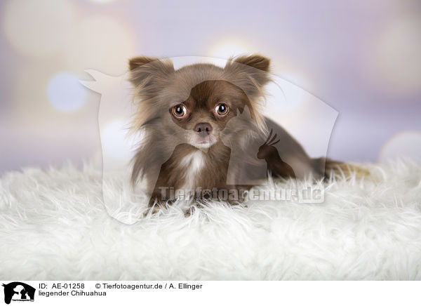 liegender Chihuahua / AE-01258