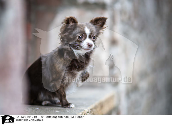 sitzender Chihuahua / MAH-01340