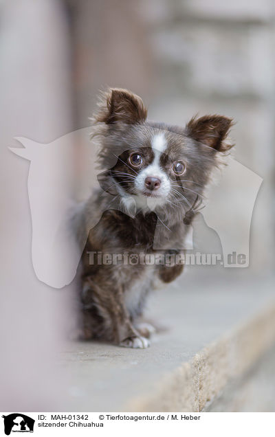 sitzender Chihuahua / MAH-01342