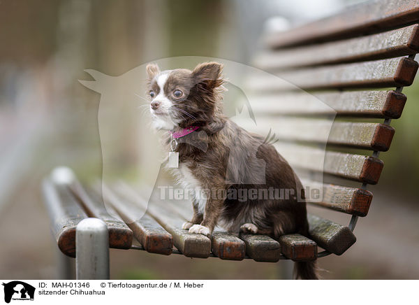 sitzender Chihuahua / MAH-01346