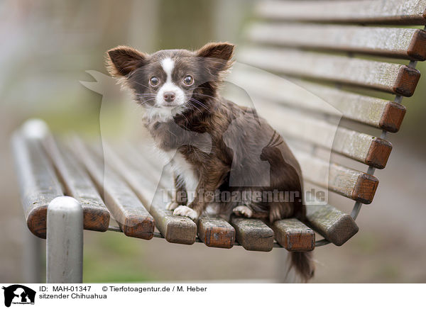 sitzender Chihuahua / MAH-01347