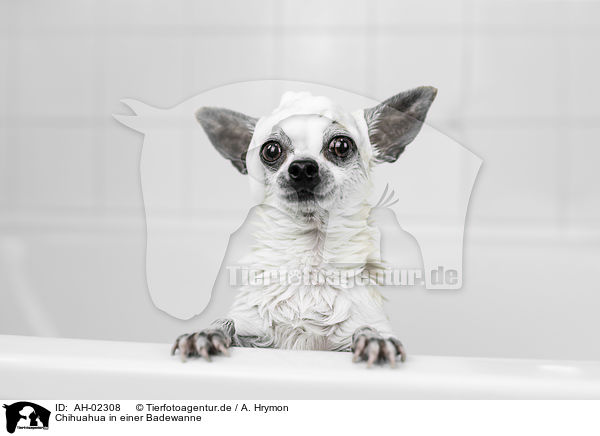 Chihuahua in einer Badewanne / Chihuahua in a bathtub / AH-02308