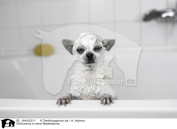 Chihuahua in einer Badewanne / Chihuahua in a bathtub / AH-02311