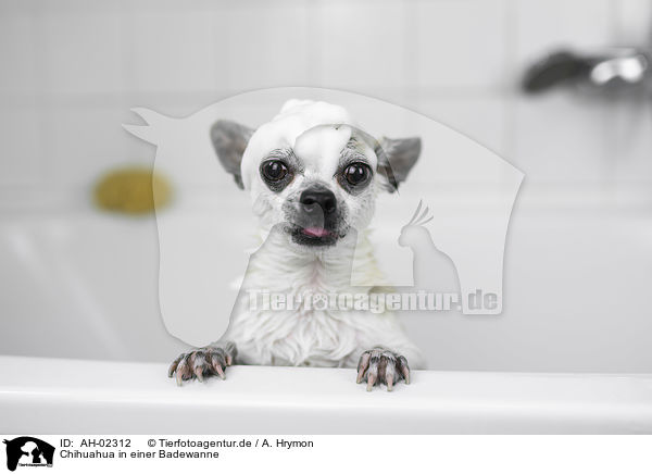 Chihuahua in einer Badewanne / AH-02312