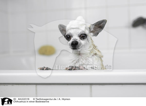 Chihuahua in einer Badewanne / Chihuahua in a bathtub / AH-02316