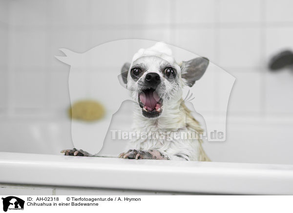 Chihuahua in einer Badewanne / Chihuahua in a bathtub / AH-02318