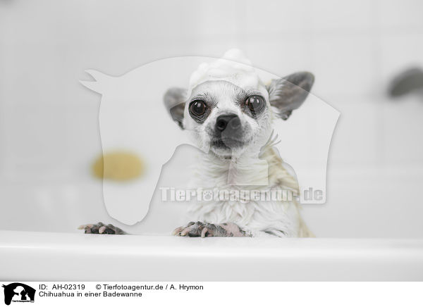 Chihuahua in einer Badewanne / Chihuahua in a bathtub / AH-02319