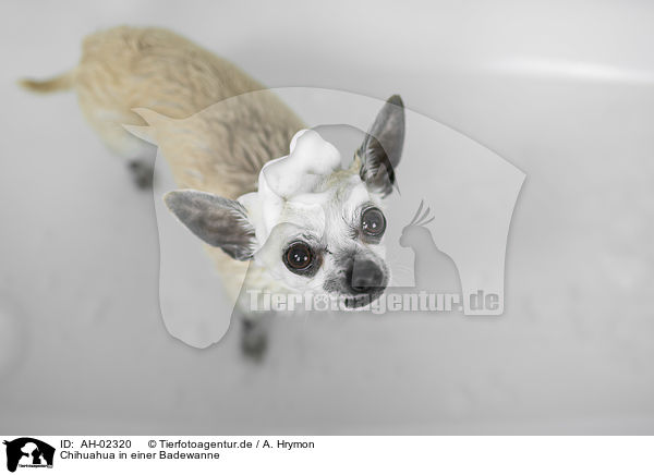 Chihuahua in einer Badewanne / AH-02320