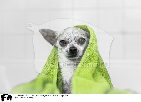 Chihuahua Portrait / Chihuahua portrait / AH-02325