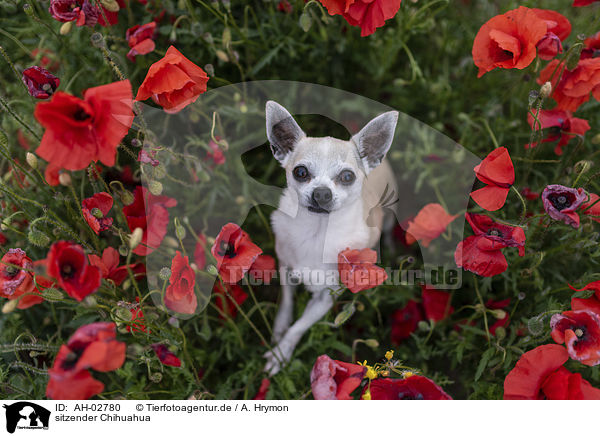 sitzender Chihuahua / AH-02780