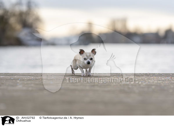 Chihuahua / AH-02792