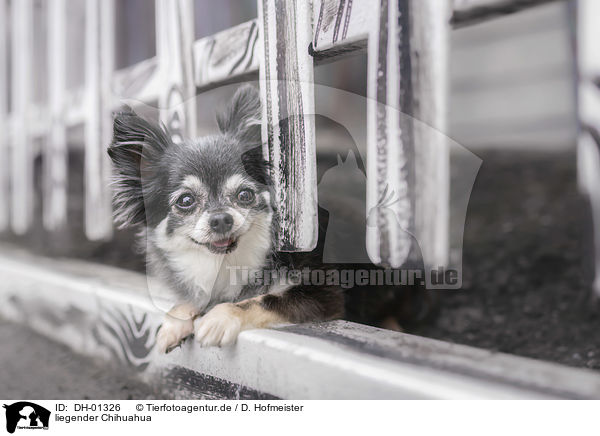 liegender Chihuahua / lying Chihuahua / DH-01326