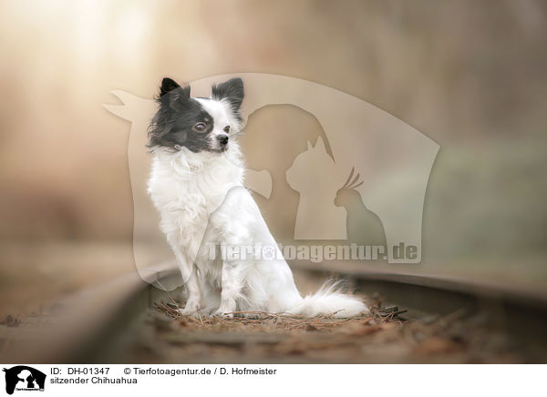 sitzender Chihuahua / sitting Chihuahua / DH-01347