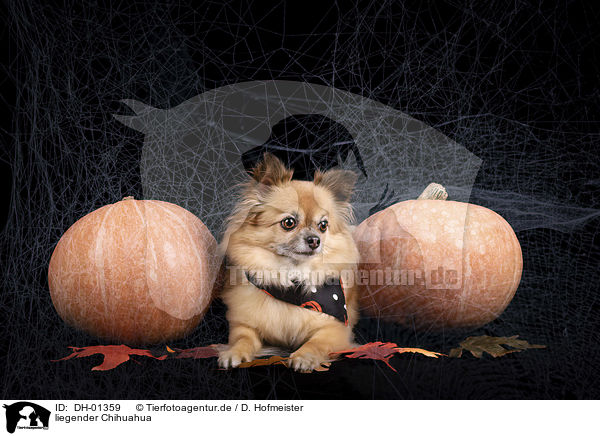 liegender Chihuahua / lying Chihuahua / DH-01359