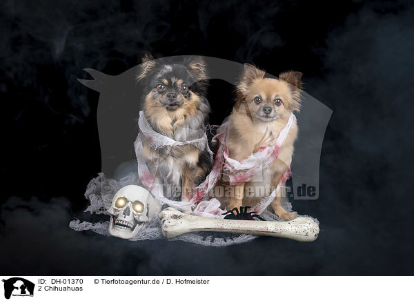 2 Chihuahuas / DH-01370