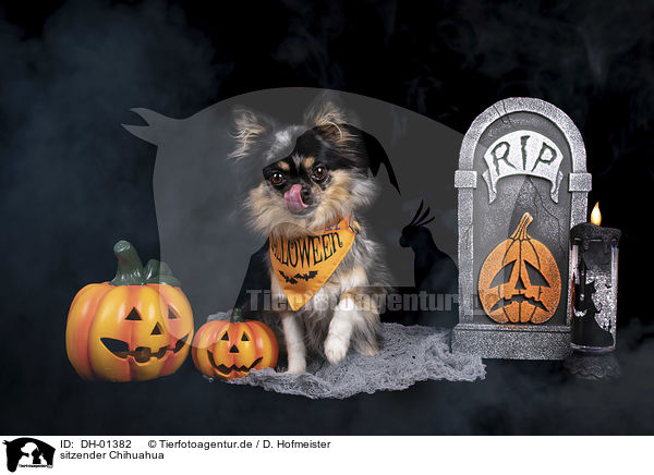 sitzender Chihuahua / sitting Chihuahua / DH-01382