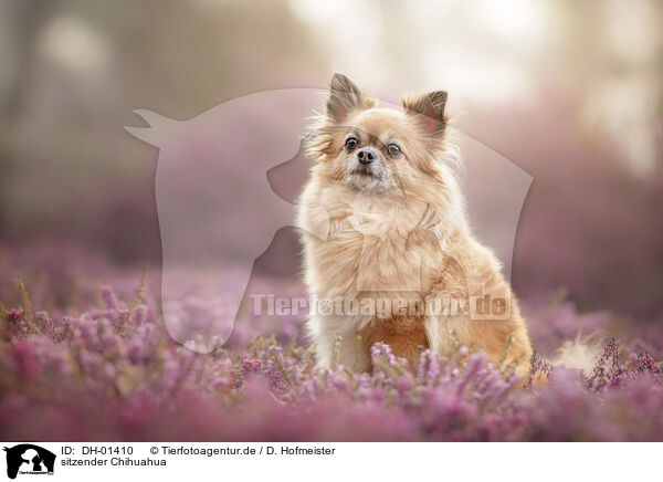 sitzender Chihuahua / sitting Chihuahua / DH-01410