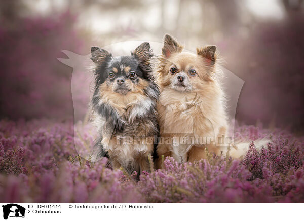 2 Chihuahuas / 2 Chihuahuas / DH-01414