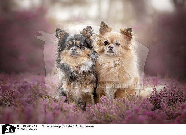 2 Chihuahuas / DH-01414