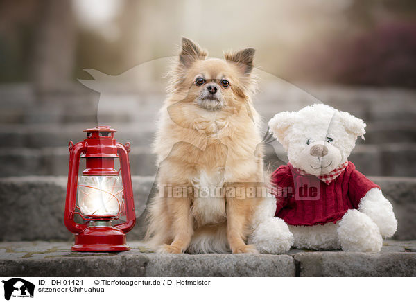 sitzender Chihuahua / sitting Chihuahua / DH-01421