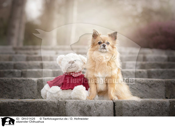 sitzender Chihuahua / sitting Chihuahua / DH-01426