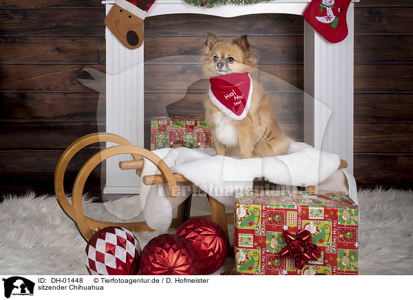 sitzender Chihuahua / sitting Chihuahua / DH-01448