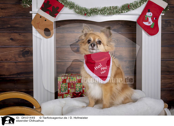 sitzender Chihuahua / sitting Chihuahua / DH-01449