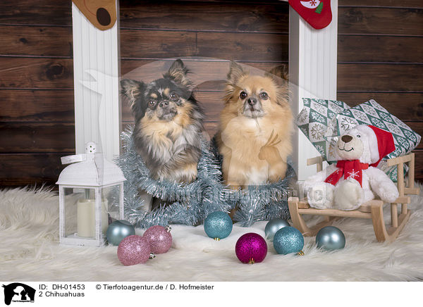 2 Chihuahuas / 2 Chihuahuas / DH-01453