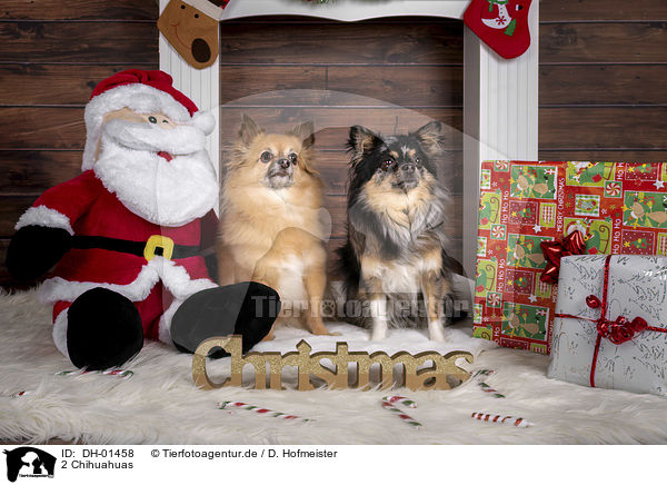 2 Chihuahuas / 2 Chihuahuas / DH-01458