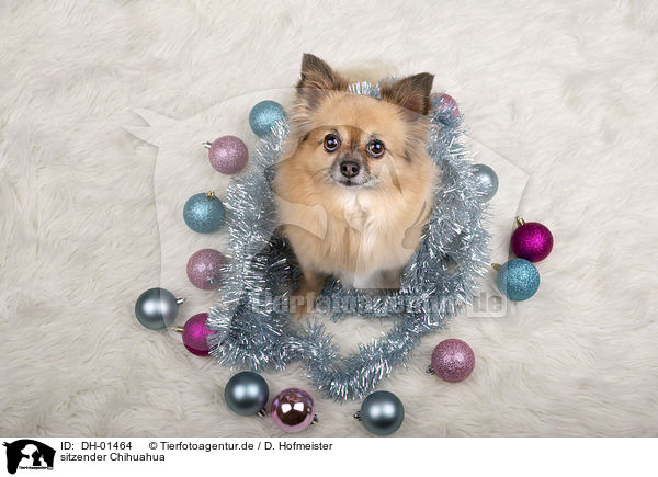 sitzender Chihuahua / sitting Chihuahua / DH-01464