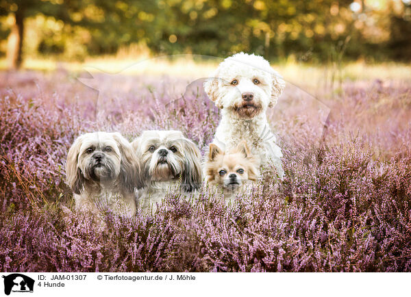4 Hunde / JAM-01307