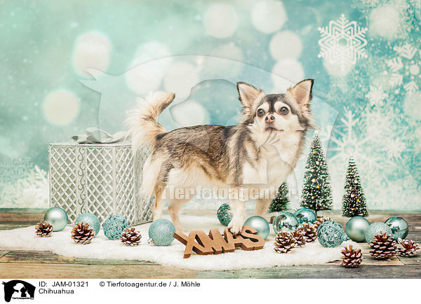 Chihuahua / Chihuahua / JAM-01321