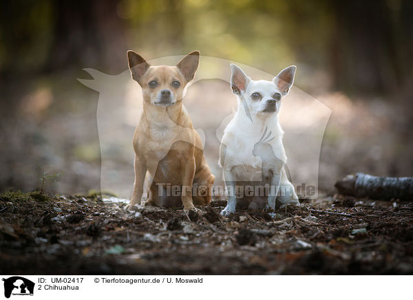 2 Chihuahua / 2 Chihuahua / UM-02417