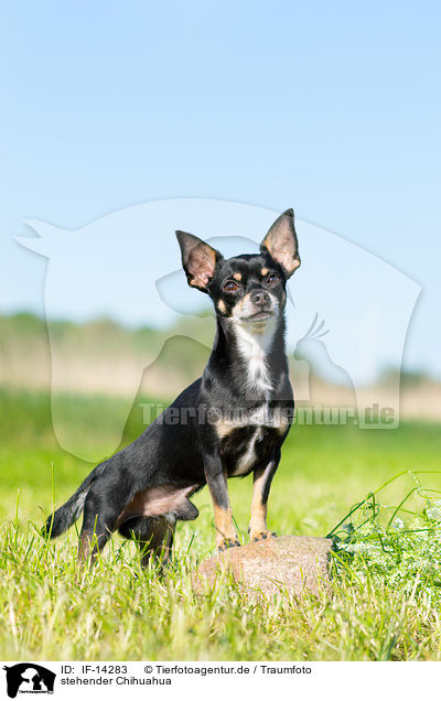 stehender Chihuahua / IF-14283