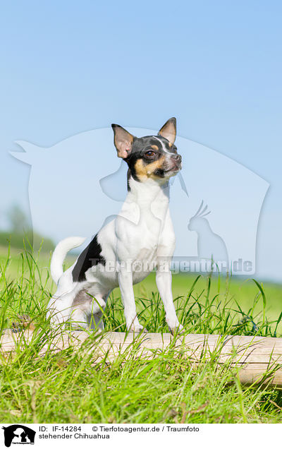 stehender Chihuahua / IF-14284