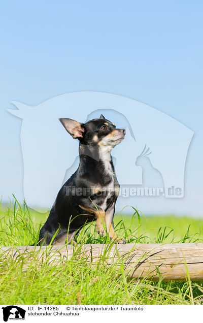stehender Chihuahua / IF-14285