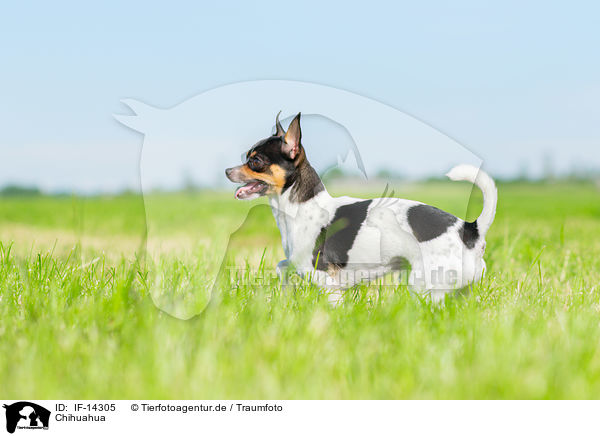 Chihuahua / IF-14305