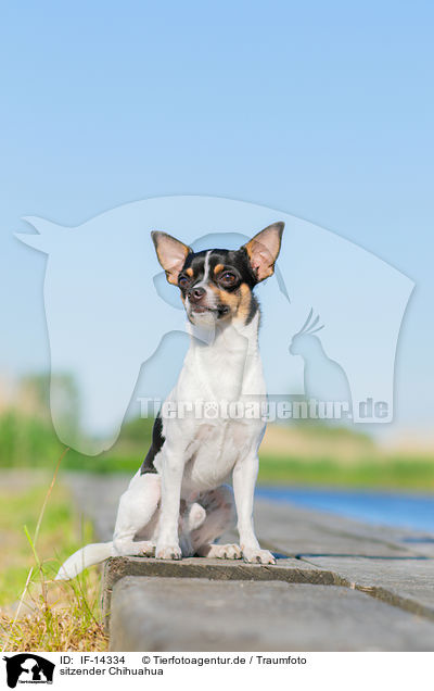 sitzender Chihuahua / IF-14334