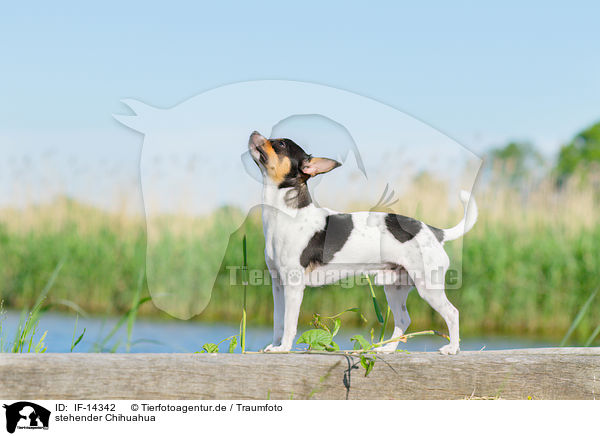 stehender Chihuahua / IF-14342