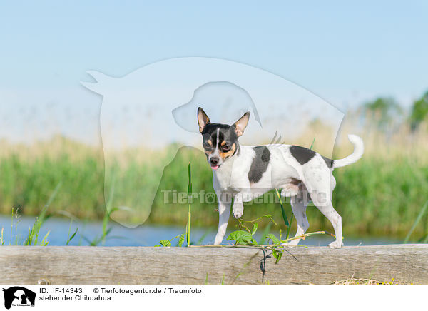stehender Chihuahua / IF-14343