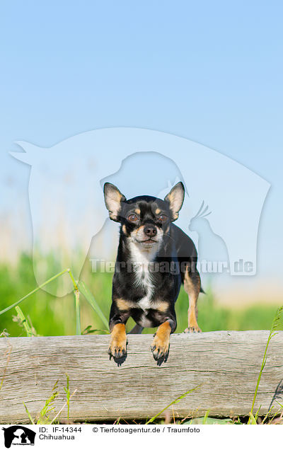 Chihuahua / IF-14344