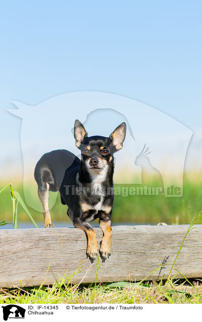 Chihuahua / IF-14345