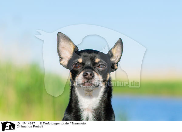 Chihuahua Portrait / IF-14347