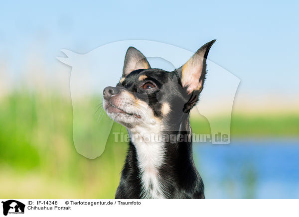 Chihuahua Portrait / IF-14348