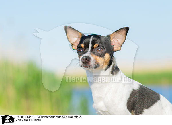 Chihuahua Portrait / IF-14352