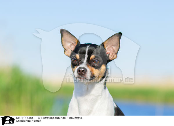 Chihuahua Portrait / IF-14355