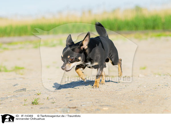 rennender Chihuahua / IF-14369
