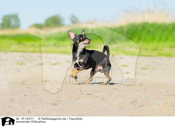 rennender Chihuahua / IF-14371