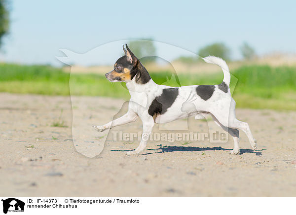 rennender Chihuahua / running Chihuahua / IF-14373